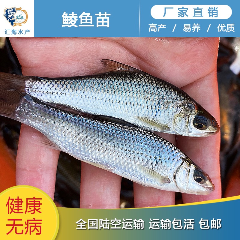 广州汇海水产渔场直供 银鳕鱼苗 银雪鱼苗 大鳞粑鱼苗